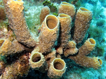 Branching Vase Sponge - Callyspongia aculeata - St Thomas, USVI