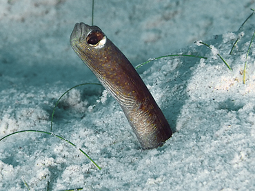 Brown Garden Eel - Heteroconger longissimus - Turks and Caicos