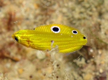 Canary Wrasse - Halichoeres chrysus - Yap, Micronesia