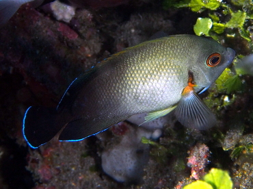 Pearl-Scaled Angelfish - Centropyge vrolikii - Bali, Indonesia