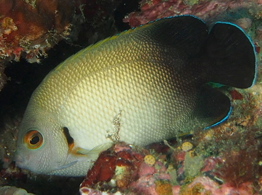 Pearl-Scaled Angelfish - Centropyge vrolikii - Anilao, Philippines
