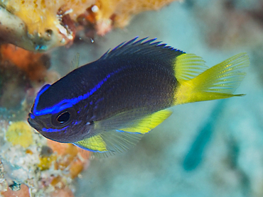 Yellowtail Reeffish - Chromis enchrysura - Palm Beach, Florida