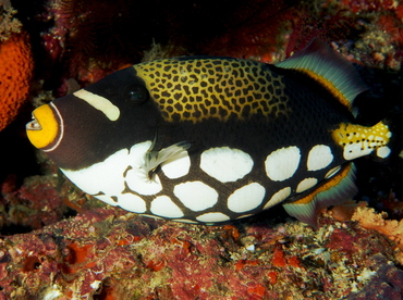 Clown Triggerfish - Balistoides conspicillum - Fiji