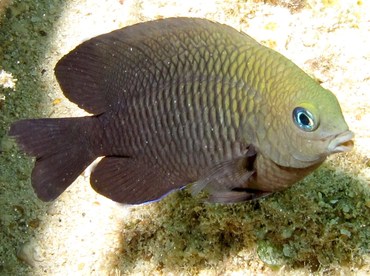 Dusky Damselfish - Stegastes adustus - Cozumel, Mexico
