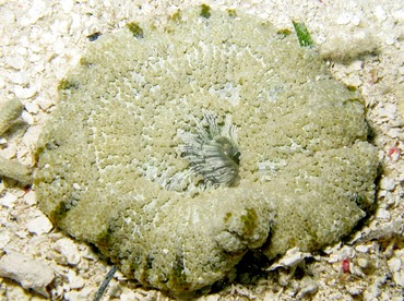 Elegant Anemone - Actinoporus elongatus - Belize