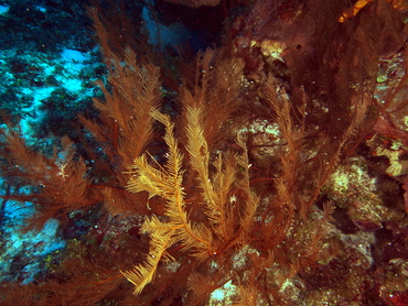 Feather Black Coral - Antipathes pennacea - Cozumel, Mexico