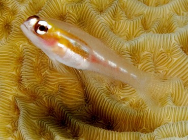 Masked/Glass Goby - Coryphopterus personatus/hyalinus - Cozumel, Mexico