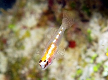 Masked/Glass Goby - Coryphopterus personatus/hyalinus - Cozumel, Mexico