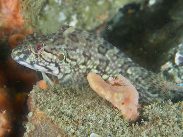 Hairy Blenny - Labrisomus nuchipinnis - St Kitts