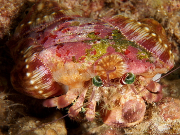 Jeweled Anemone Hermit Crab - Dardanus pedunculatus - Big Island, Hawaii
