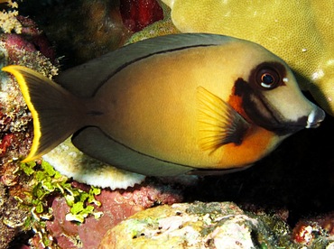Mimic Surgeonfish - Acanthurus pyroferus - Palau
