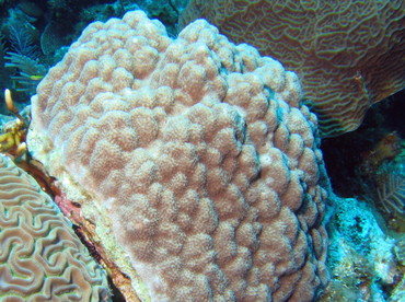 Mustard Hill Coral - Porites astreoides - Roatan, Honduras