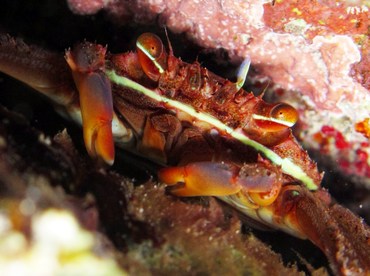 Nimble Spray Crab - Percnon gibbesi - Grand Cayman