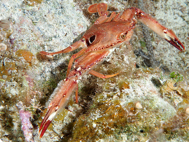 Ocellate Swimming Crab - Achelous sebae - Turks and Caicos