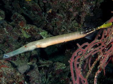 Pacific Trumpetfish - Aulostomus chinensis - Fiji