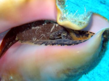 Queen Conch - Aliger gigas - Turks and Caicos