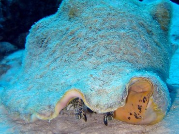 Queen Conch - Aliger gigas - Bonaire