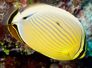 Redfin Butterflyfish - Chaetodon lunulatus - Yap, Micronesia