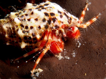 Red-Stripe Hermit Crab - Phimochirus holthuisi - Turks and Caicos