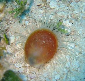 Rough Fileclam - Lima scabra - Cozumel, Mexico