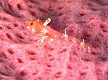 Roughhead Triplefin - Enneanectes boehlkei - Grand Cayman