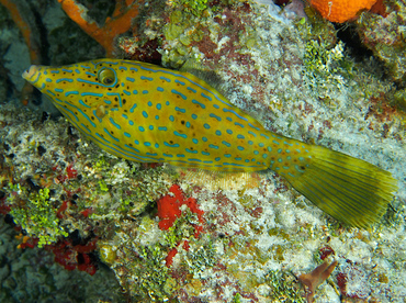 Scrawled Filefish - Aluterus scriptus - Cozumel, Mexico