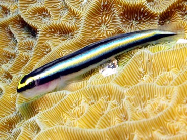 Sharknose Goby - Elacatinus evelynae - Grand Cayman