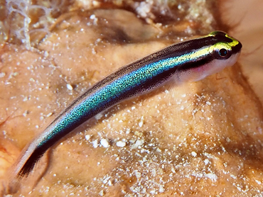 Sharknose Goby - Elacatinus evelynae - Turks and Caicos
