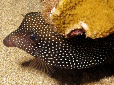 Spotted Boxfish - Ostracion meleagris - Maui, Hawaii
