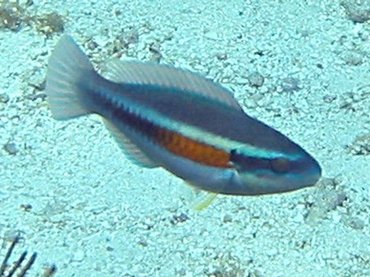 Striped Parrotfish - Scarus iseri - Key Largo, Florida
