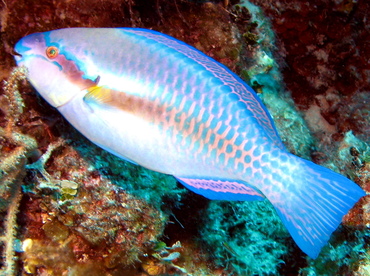 Striped Parrotfish - Scarus iseri - Nassau, Bahamas