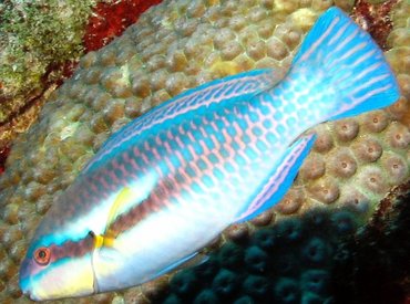 Striped Parrotfish - Scarus iseri - Aruba