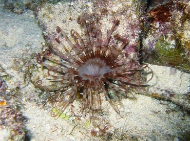 Banded Tube-Dwelling Anemone - Arachnanthus nocturnus - Cozumel, Mexico