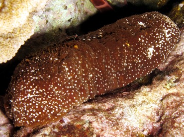 Whitespotted Sea Cucumber - Actinopyga varians - Maui, Hawaii