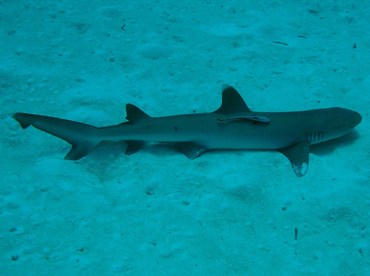 Whitetip Reef Shark - Triaenodon obesus - Palau