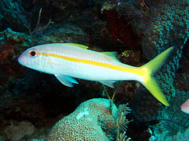 Yellow Goatfish - Mulloidichthys martinicus - Turks and Caicos