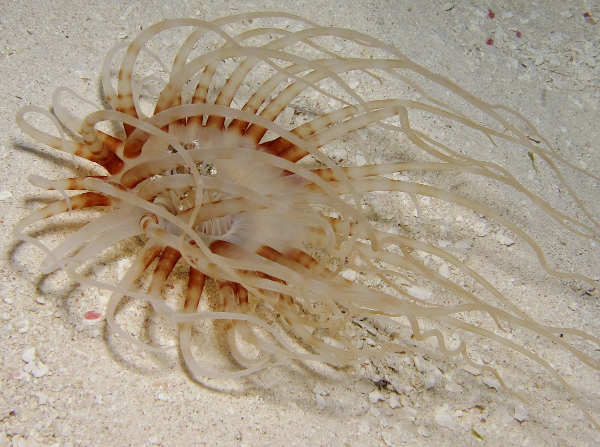 Banded Tube-Dwelling Anemone - Arachnanthus nocturnus