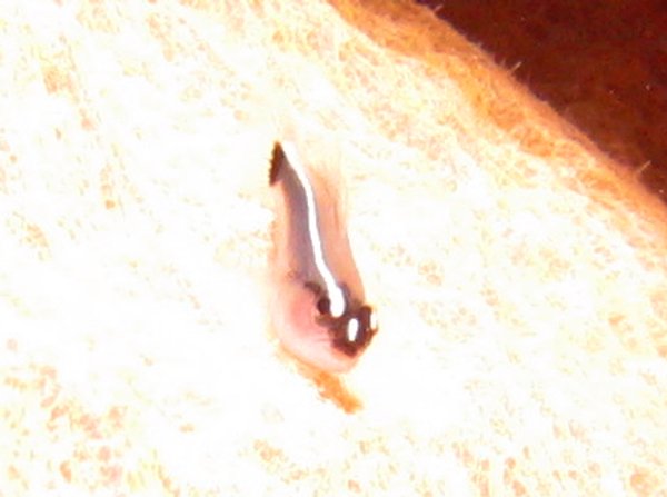 Yellowprow Goby - Elacatinus xanthiprora - Roatan, Honduras