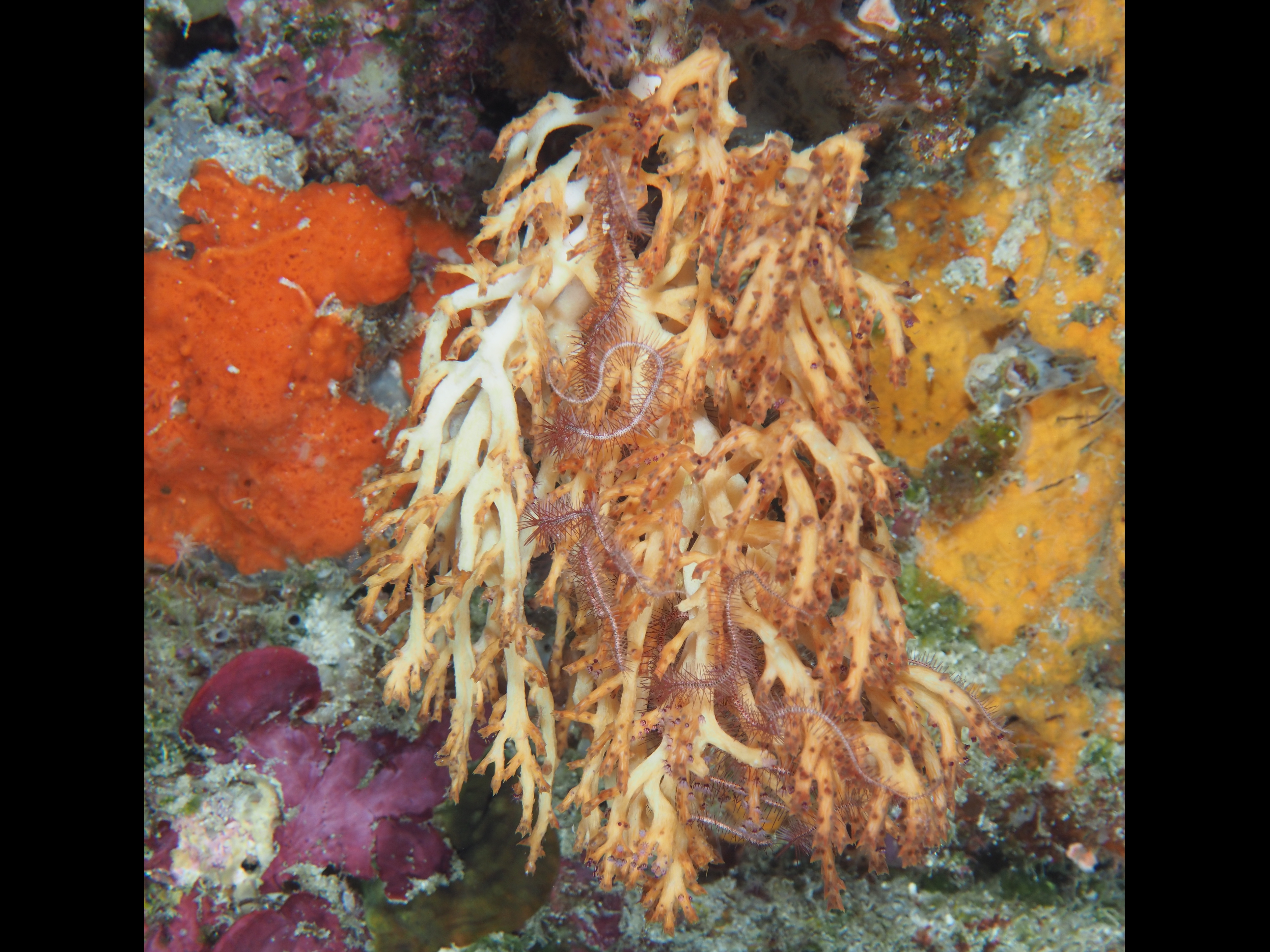 Siphonogorgia sp. 1 - Siphonogorgia variabilis