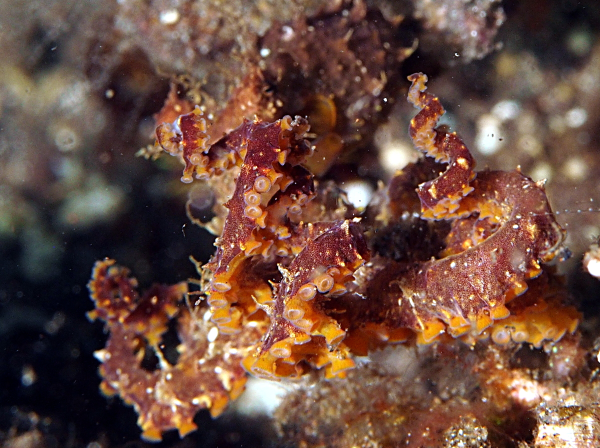 Mosaic Octopus - Abdopus abaculus