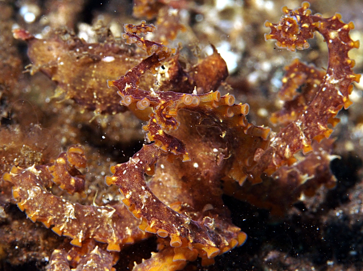 Mosaic Octopus - Abdopus abaculus