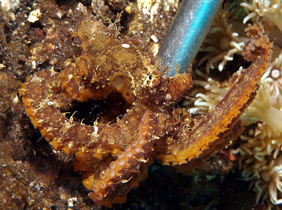 Mosaic Octopus - Abdopus abaculus