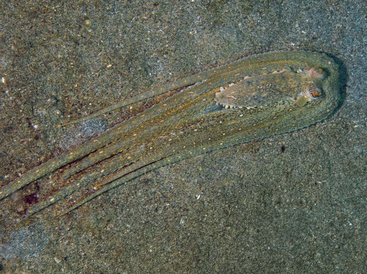 White-V Octopus - Abdopus sp.