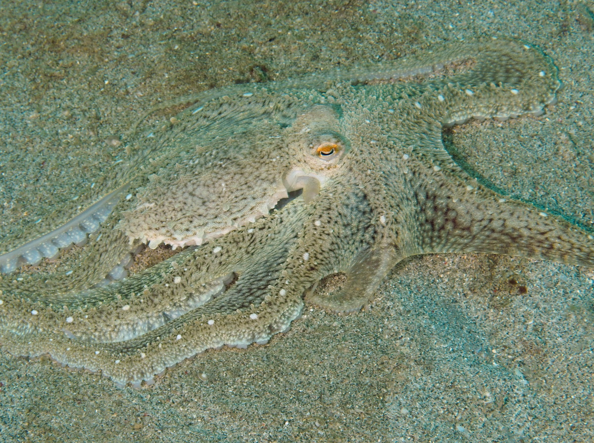 White-V Octopus - Abdopus sp.