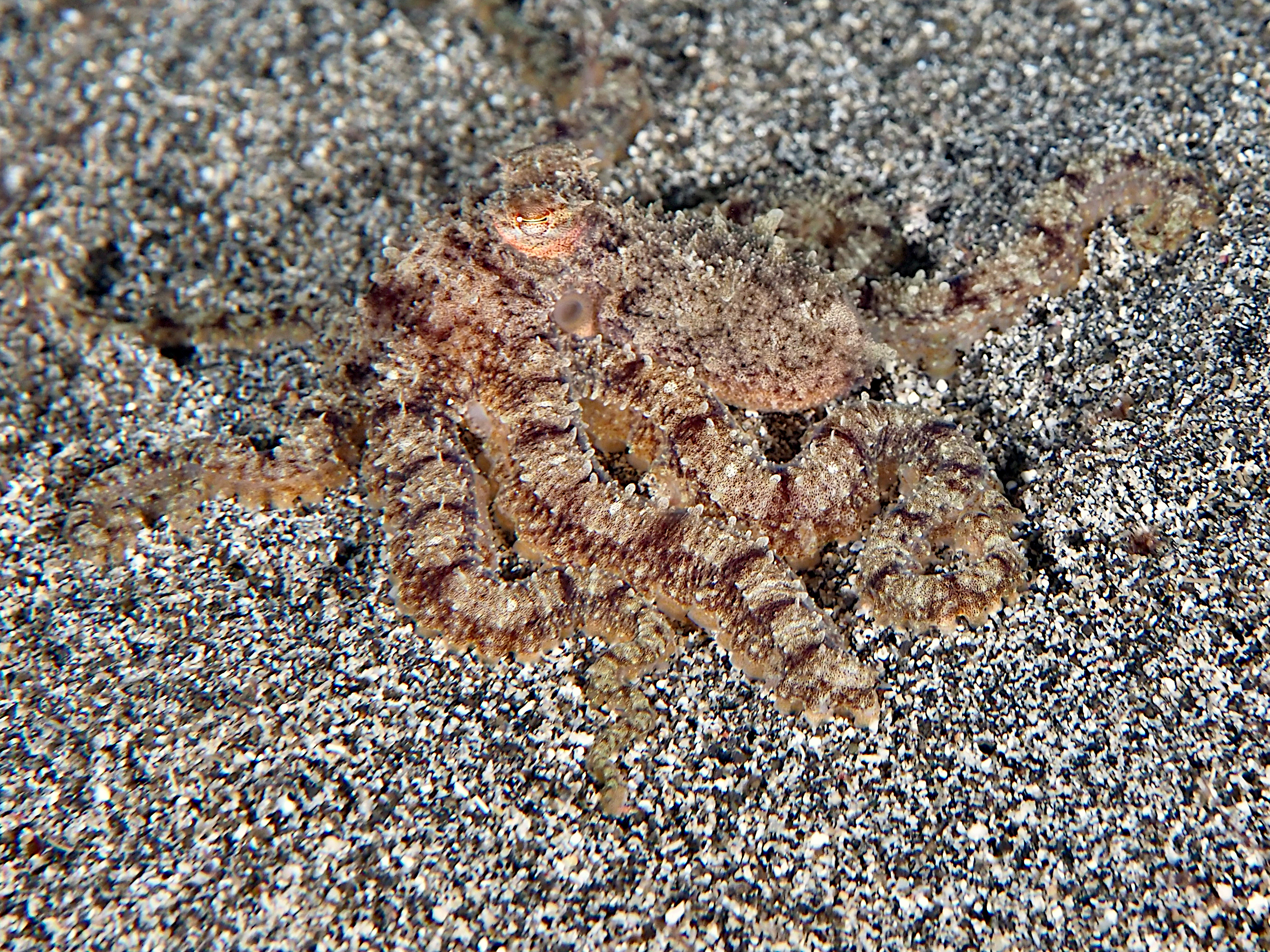 Abdopus sp. 3 - Abdopus sp. 3 - Komodo, Indonesia