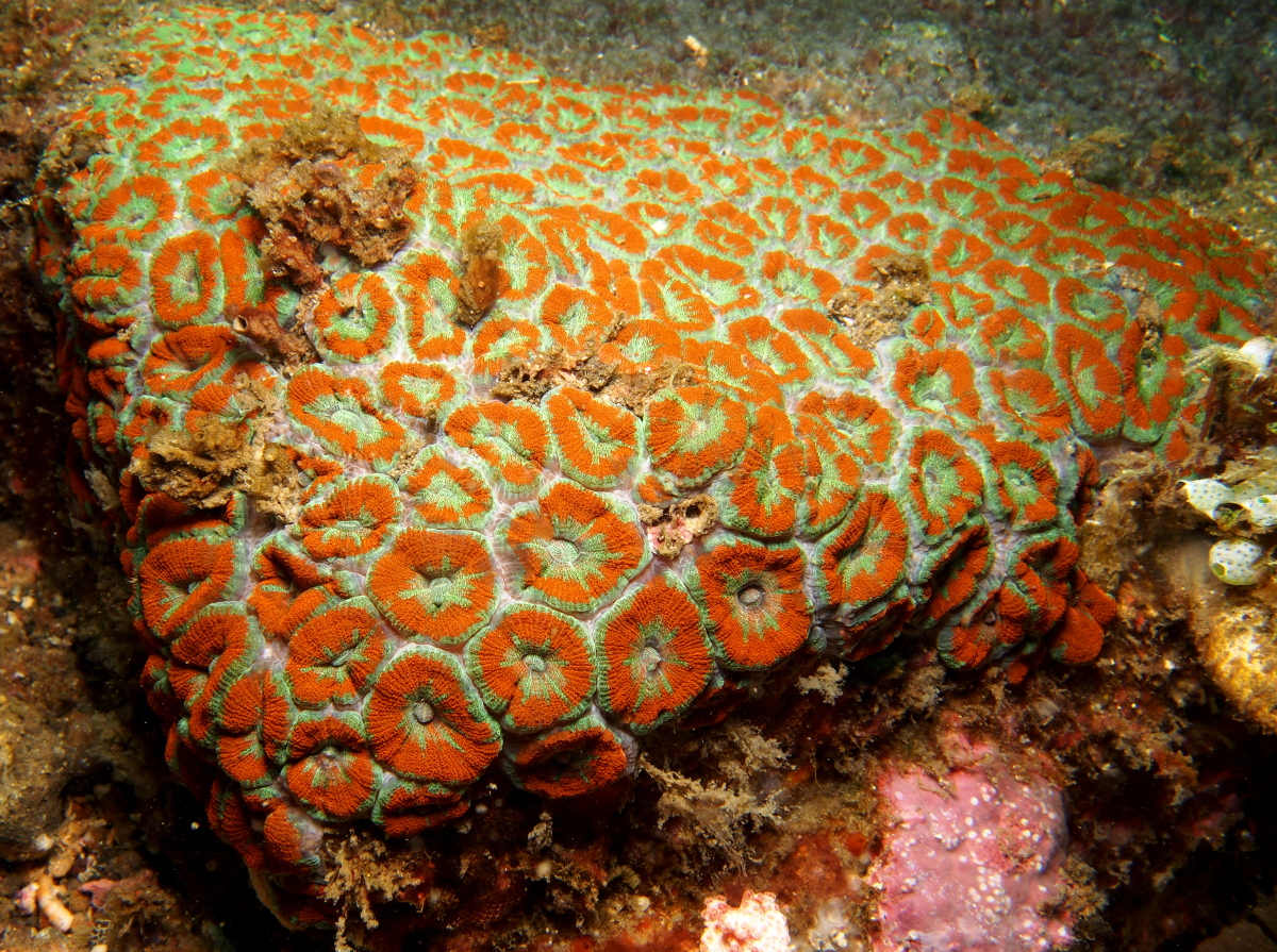 Micromussa lordhowensis - Micromussa lordhowensis - Lembeh Strait, Indonesia