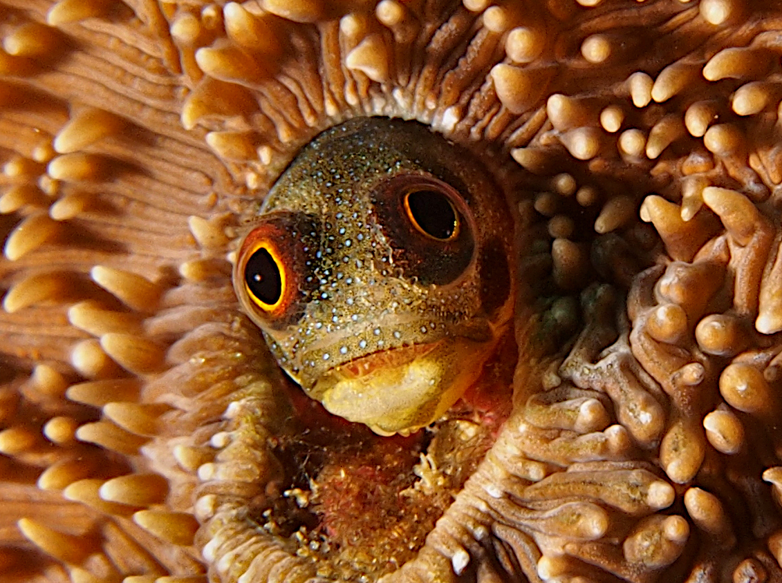 Mexican Barnacle blenny - Acanthemblemaria macrospilus