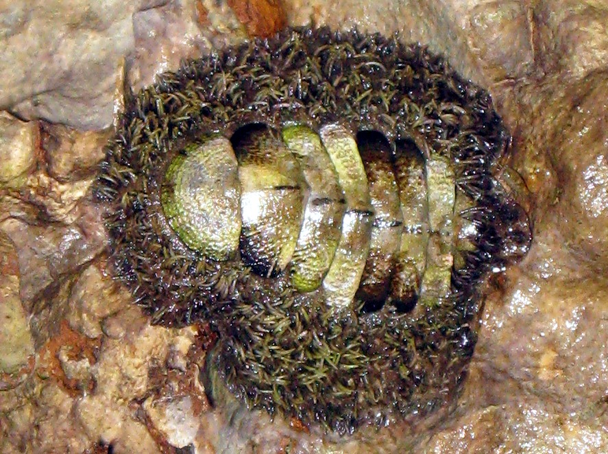 Jewelled Chiton - Acanthopleura gemmata - Palau