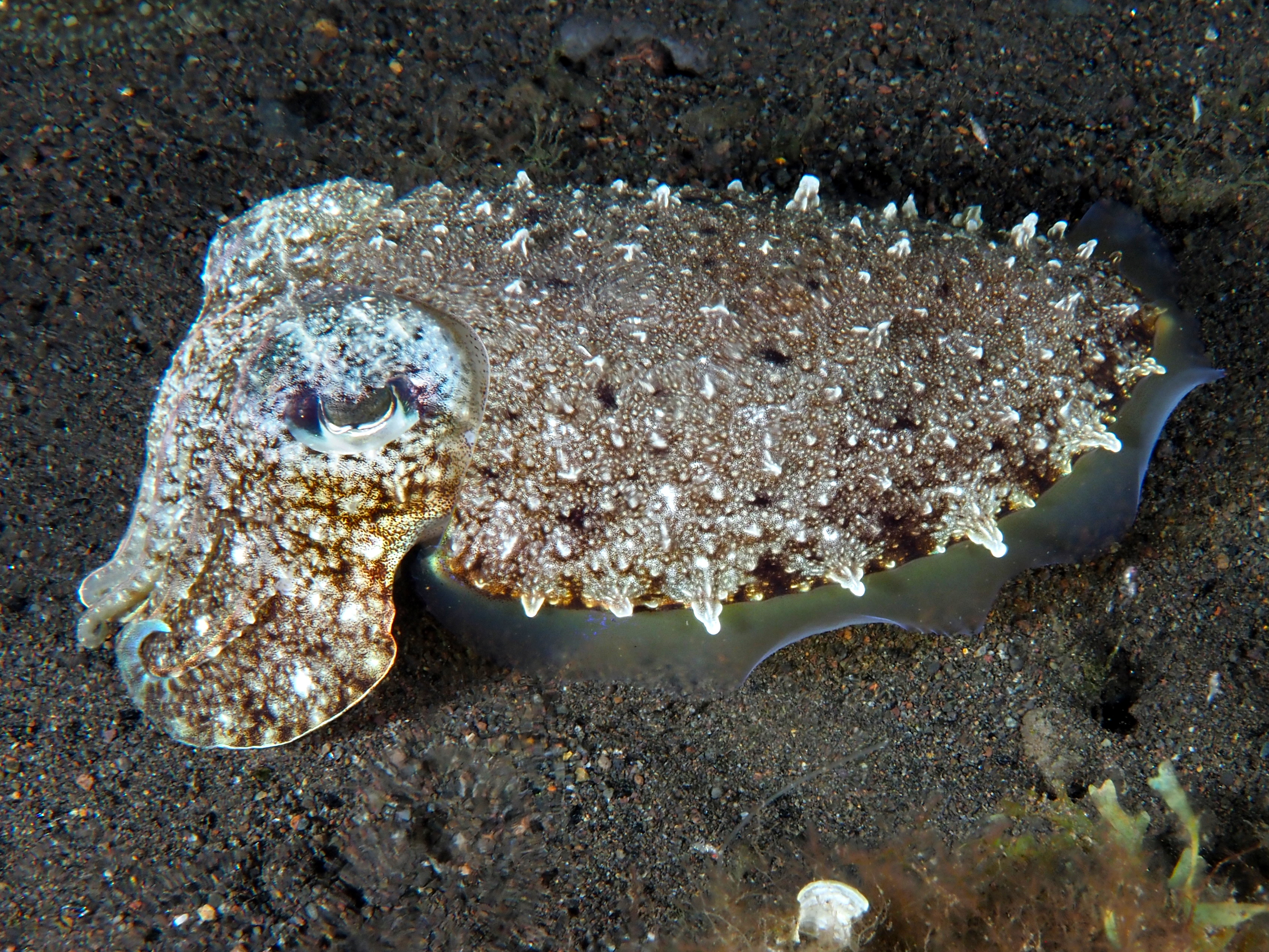 Pharaoh Cuttlefish - Acanthosepion pharaonis