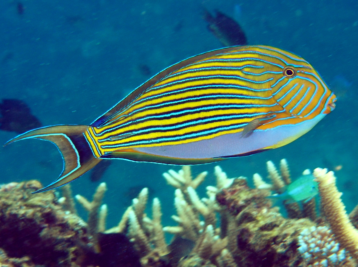 Striped Surgeonfish - Acanthurus lineatus